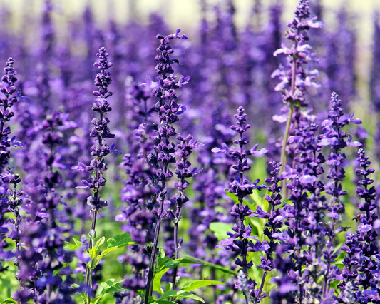 Field of purple lavender flowers with a blurred background