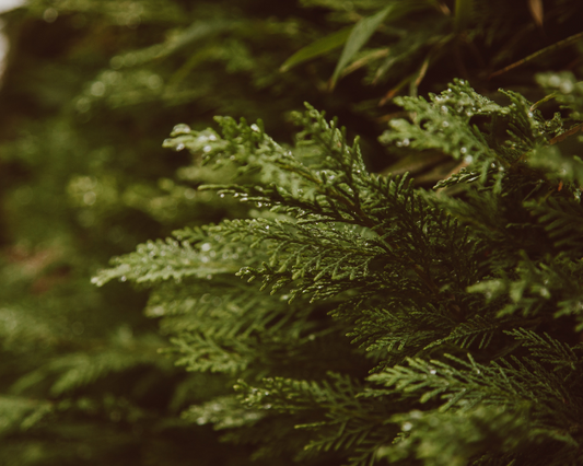 Close-up of green cedar foliage with a blurred background